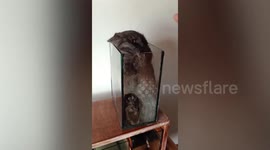 Pet cat put in 'aquarium jail' for devouring owner's betta fish