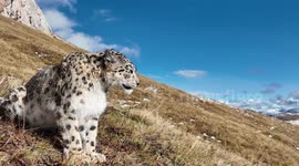 Stunning close-up footage of rare wild snow leopard in northern China