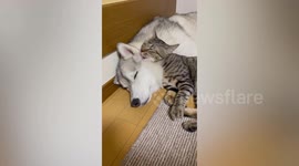 Pet cat snuggles with sleeping friend husky in Japan