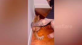 Pet cat corners terrified mouse in owner’s house like real-life Tom and Jerry