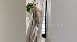Naughty 'spider kittens' use curtain as makeshift bouldering wall