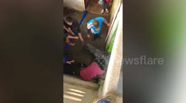 Brave villagers hunt crocodile to cook as dinner