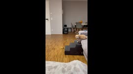 SMOL Maltipoo puppy wags her tail out of happiness to see her daddy back home