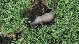 Drone captures cheeky elephant in the middle of farmer's field gorging on sugarcane