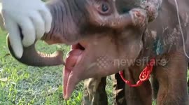 Injured baby elephant recovering after being abandoned by herd in Thailand
