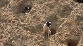 Stray dogs have turned mound of leftover sand into pooch apartment block