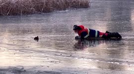 Park employee crawls across ice to rescue cygnet trapped on frozen lake