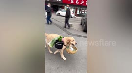 Helpful dog brings home the groceries