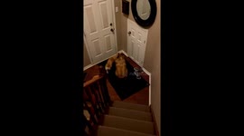 Corgi is extremely impatient and spins in circles while waiting for owner