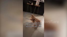 Blind dog saved from euthanasia blossoming in new home thanks to hula hoop halo it uses to find its way around