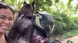 Affectionate pet Siberian Husky enjoys riding motorcycle while resting on owner’s shoulders