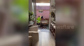 Wild parrot tucks into snack left on balcony in Australia