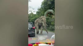 Wild elephant stops traffic on busy forest road in Thailand