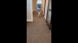 Adorable baby bumps into wall & falls on her butt after mom distracts her