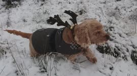 Adorable dog with antlers enjoys season's first snow in UK during Arctic Blast