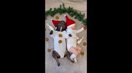 Adorable! Frenchie, 11-month-old sleep together in matching Santa outfits