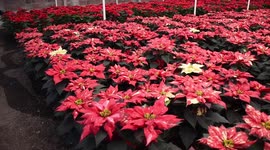 Poinsettia Flowers in Xochimilco Greenhouses