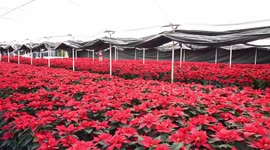 Poinsettia Flowers in Xochimilco Greenhouses