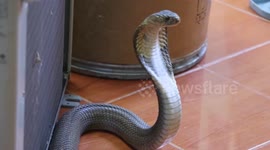 Massive king cobra snake caught in terrified grandmother's living room in Thailand