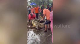 Locals wrestle with half-tonne wild crocodile caught in stream during storm