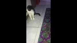 Funny Cat got scared by a crocodile toy!