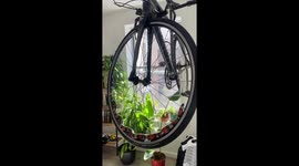 Corn snake morning walk in the bicycle wheel!