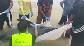 Sick dolphin rescued after washing up on beach near Thailand's border with Malaysia