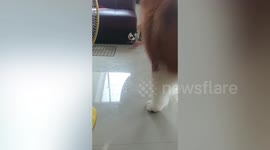 Naughty dog burrows into owner's leather couch and refuses to come out