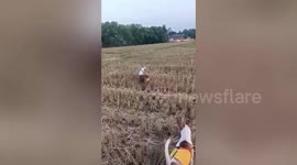 Responsible pet dog keeps excited sibling on tight leash