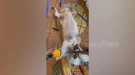 Funny Golden Retriever lies spread-eagle when being washed