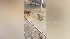 Fierce young goat fights with pet dog
