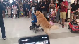 Golden Retriever adorably pushes baby stroller through mall