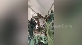 This 'snake temple' in Myanmar is home to dozens of pythons