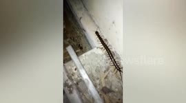 Shocked owner finds scary giant centipede in his kitchen in Myanmar
