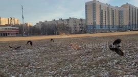 A dog is chasing the crows on the walk in St Petersburg,  Russia