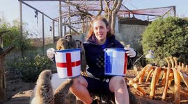 Mob of meerkats predict England WILL WIN against France in the World Cup