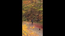 Photographer makes an adorable new 'furiend' while shooting fall foliage
