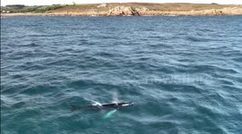 Stunning drone footage shows a humpback whale swimming off British waters