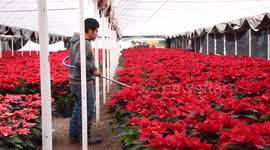 General view of poinsettia flowers inside Greenhouse in Mexico