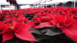 General view of poinsettia flowers inside Greenhouse in Mexico