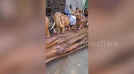 Talented sculptor carves incredible wooden elephant statues in Myanmar