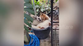 Adorable pair of dogs cuddle in water-filled bucket