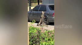 Massive monitor lizards wrestle for dominance