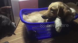 Stubborn pet Golden Retriever takes over basket and refuses to give it back in Myanmar