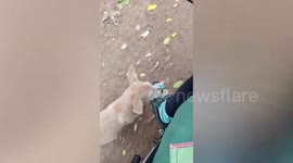 Clingy pet dog keeps owner from leaving home by latching onto slipper