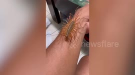 Bizarre creepy crawler skitters across man's arm