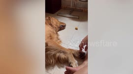 Spoiled and lazy pet Golden Retriever licks food off floor while lying down