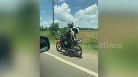 Talented pet dog balances on motorcycle pillion as owner speeds across highway