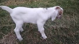 goat child.mini goat