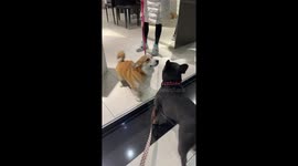 Two adorable dogs divided by glass window meet and share kisses